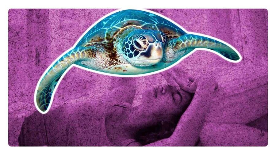 que pasa si comes carne de tortuga