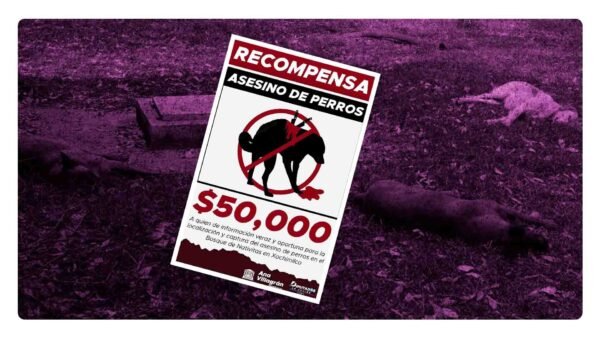 ofrecen 50mil pesos de recompensa po informacion del asesino de perritos en el bosque de nativitas en Xochimilco