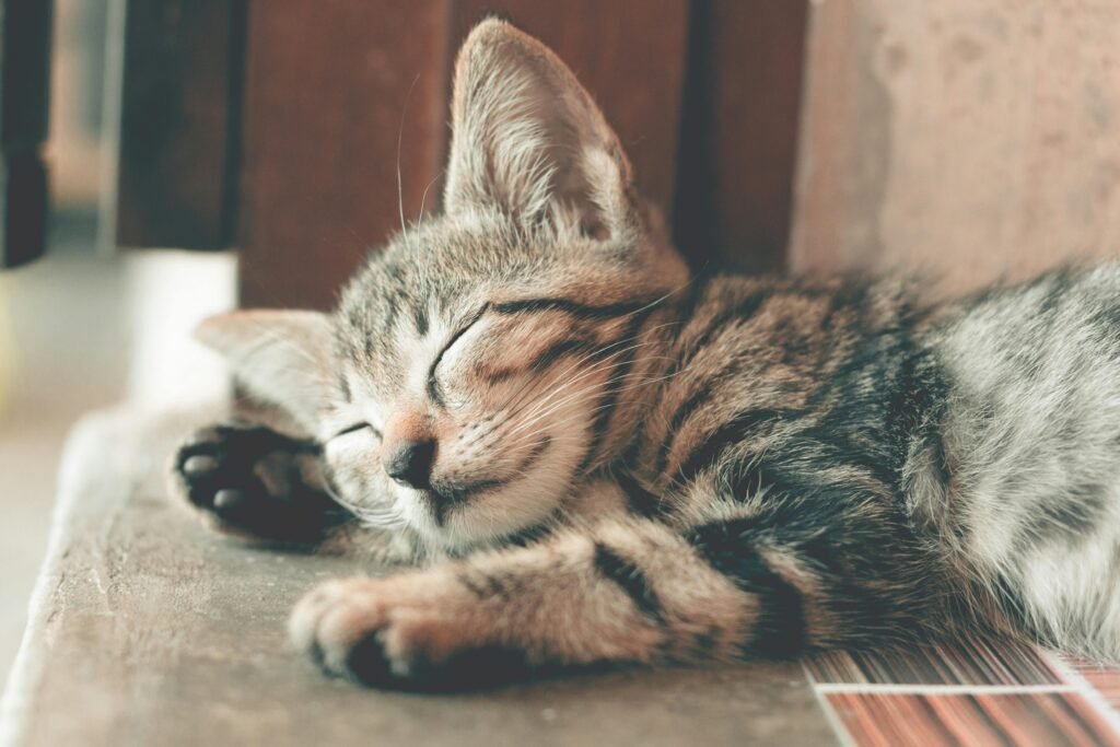dia del sueño y la siesta colectiva: ¿donde y cuando?
