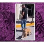 hombre pasea a tigre en tulancingo hidalgo