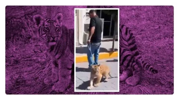 hombre pasea a tigre en tulancingo hidalgo