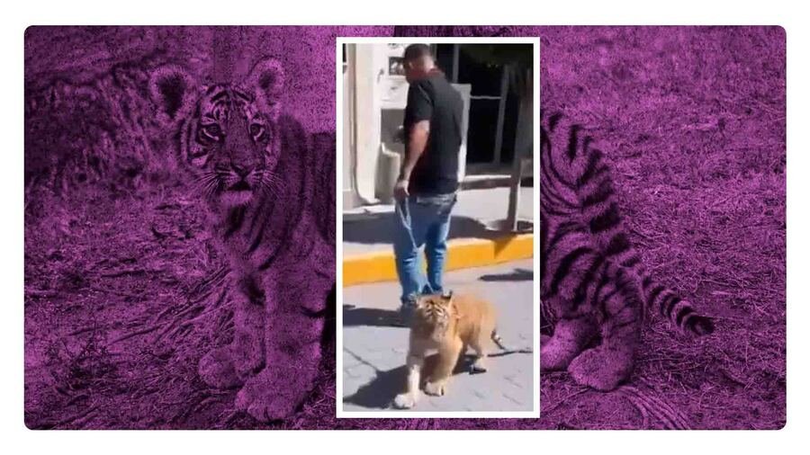 hombre pasea a tigre en tulancingo hidalgo