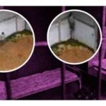 el chapito de tenejapa se escapa de carcel