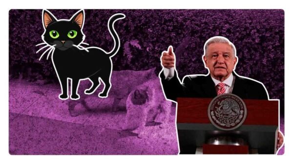 declaran activos fijos a los gatos de palacio nacional