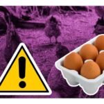 gripe aviar en estados unidos sube el precio del huevo