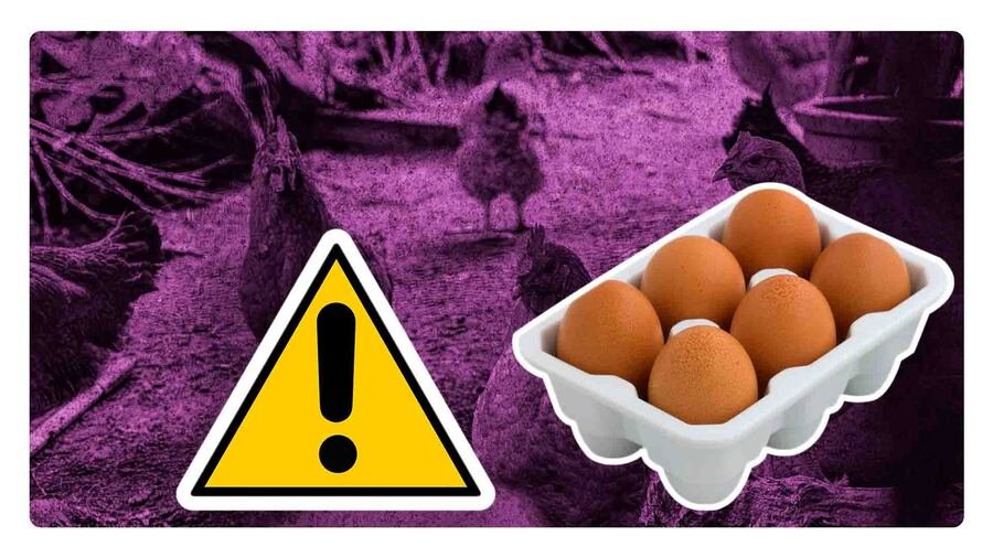 gripe aviar en estados unidos sube el precio del huevo