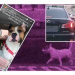 perro abandonado en california