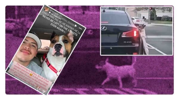 perro abandonado en california