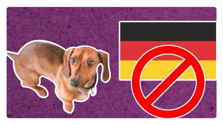 por que alemania quiere prohibir los perros salchicha