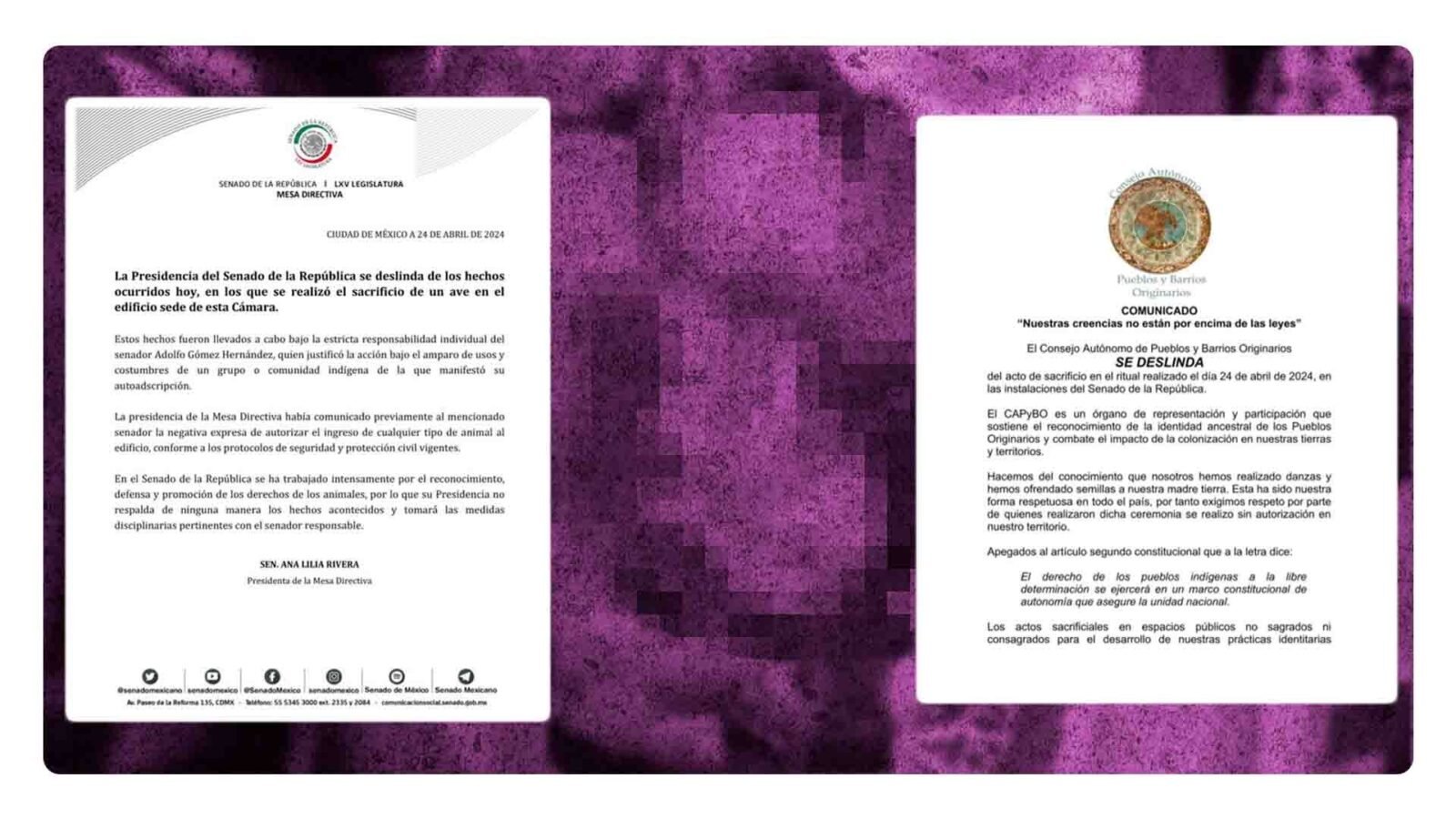 Sacrificio de una gallina en el Senado de la República, ¿qué pasó?