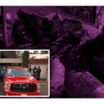 Aseguran domicilio en Naucalpan en donde sacrificaban animales