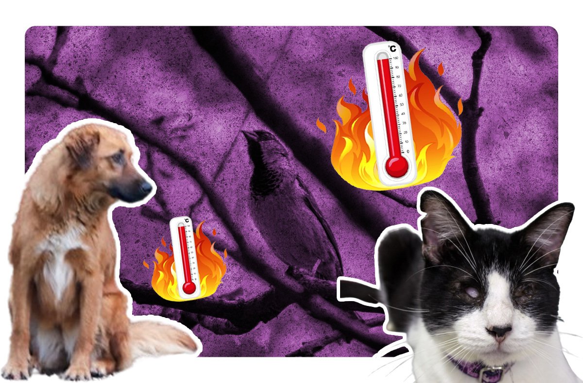 ¿Cómo ayudar a los animales de la calle por las olas de calor?