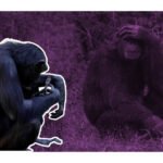 chimpance natalia no suelta el cadaver de su cria