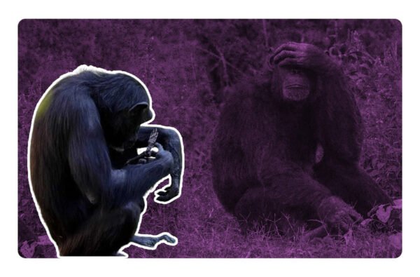 chimpance natalia no suelta el cadaver de su cria