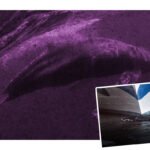 Crucero arriba en puerto de Nueva York con cadáver de ballena en la proa