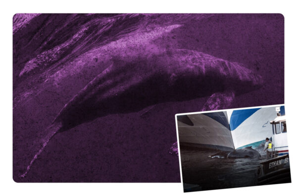 Crucero arriba en puerto de Nueva York con cadáver de ballena en la proa