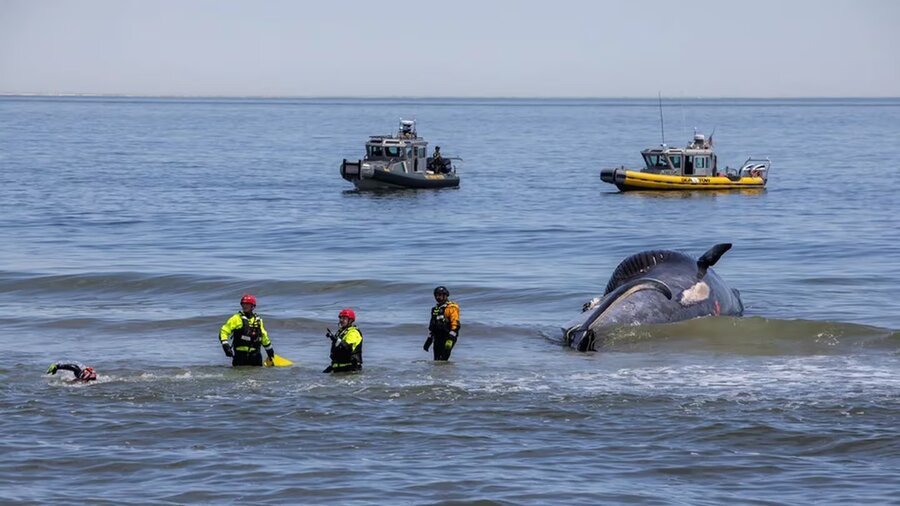 Biólogos investigan la causa de muerte de la cabella que impactó un crucero