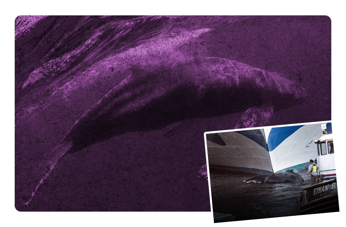 Crucero arriba en puerto de Nueva York con cadáver de ballena en la proa