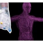 estudio de microplásticos en testículos humanos