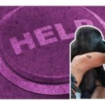 monos aulladores caen muertos en tabasco