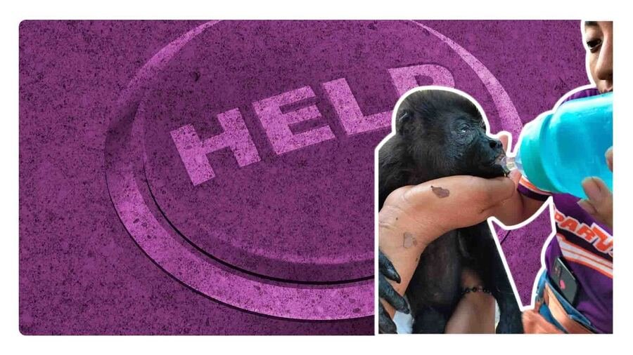 monos aulladores caen muertos en tabasco