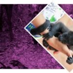 ¿SEMARNAT está detrás de la muerte masiva de monos?