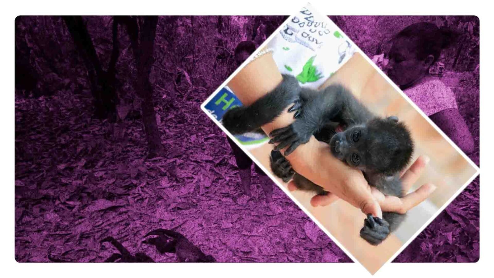 ¿SEMARNAT está detrás de la muerte masiva de monos?