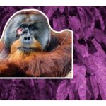 Rakus, el orangután que se curó a sí mismo con una planta medicinal