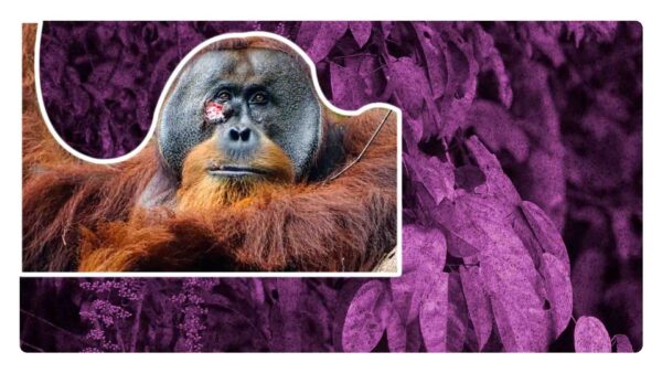 Rakus, el orangután que se curó a sí mismo con una planta medicinal