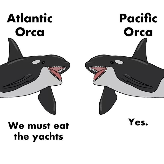 ¿Por qué las orcas están atacando los barcos? Explicación científica