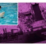 ¿Por qué las orcas están atacando los barcos? Explicación científica