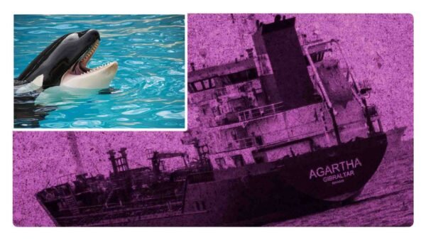 ¿Por qué las orcas están atacando los barcos? Explicación científica