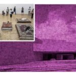 investigan exposición con perros en el museo tamayo