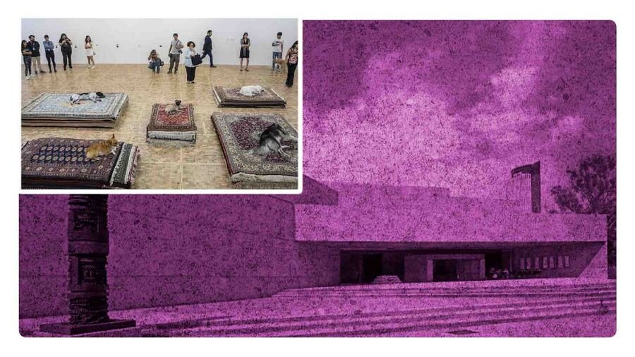 investigan exposición con perros en el museo tamayo