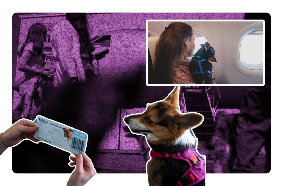 Perros viajan seguros en las aerolineas