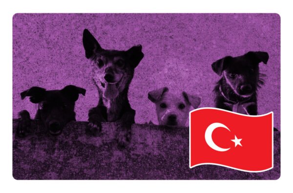 turquia quiere sacrificar a millones de perros callejeros