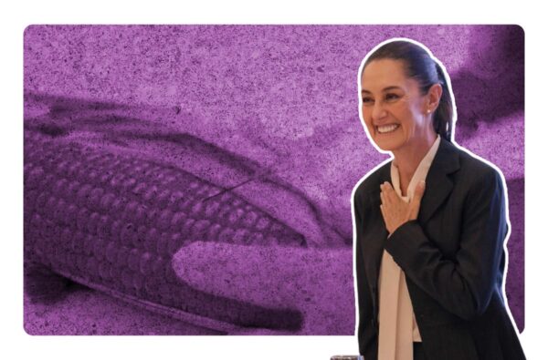 Con Sheinbaum no habrá siembra ni importación de maíz transgénico: Berdegué