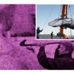 Islandia reanuda la caza de Ballenas para el verano de 2024