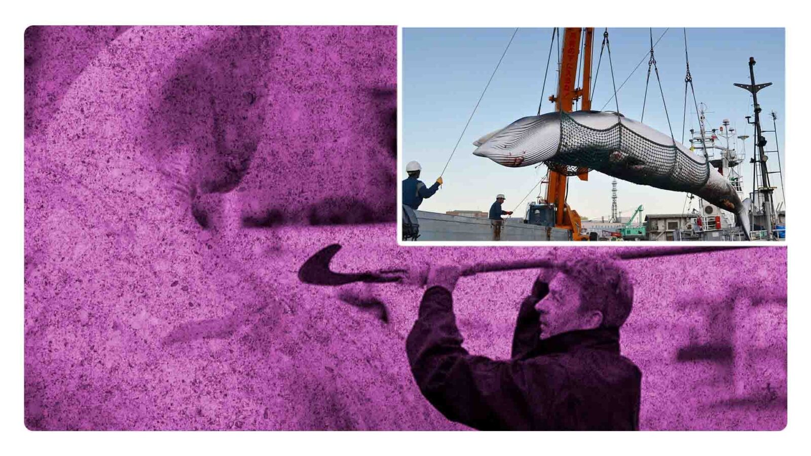 Islandia reanuda la caza de Ballenas para el verano de 2024