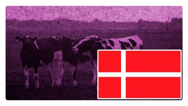 dinamarca impuesto por gases de sus vacas