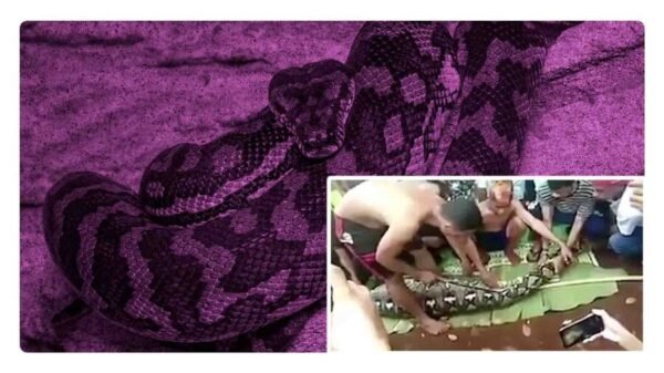 encuentran a mujer dentro de una piton