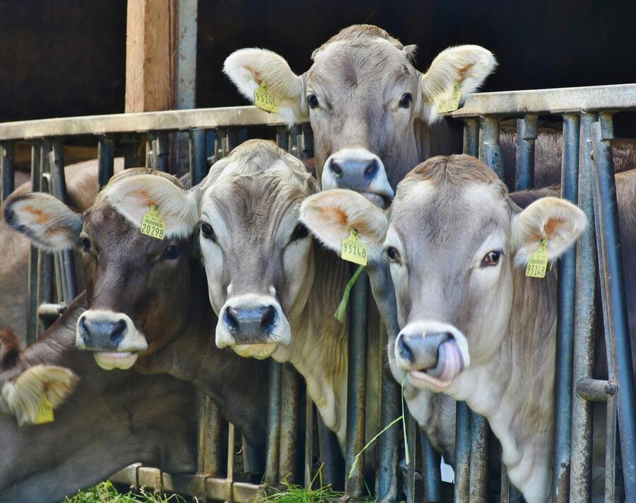 flatulencias de vacas calentamiento global