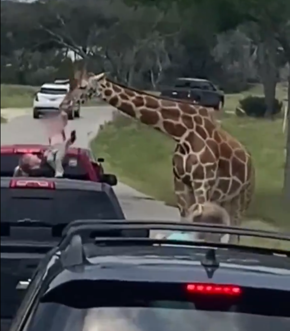 Jirafa saca a una niña de un auto en un Safari de Texas