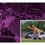 Jirafa saca a una niña de un auto en un Safari de Texas