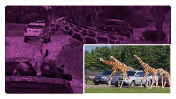 Jirafa saca a una niña de un auto en un Safari de Texas