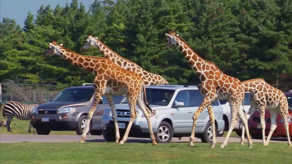 Jirafa saca a una niña de un auto en un Safari de Texas