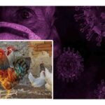 primera muerte por gripe aviar en el mundo