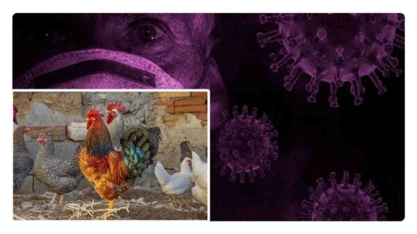 primera muerte por gripe aviar en el mundo