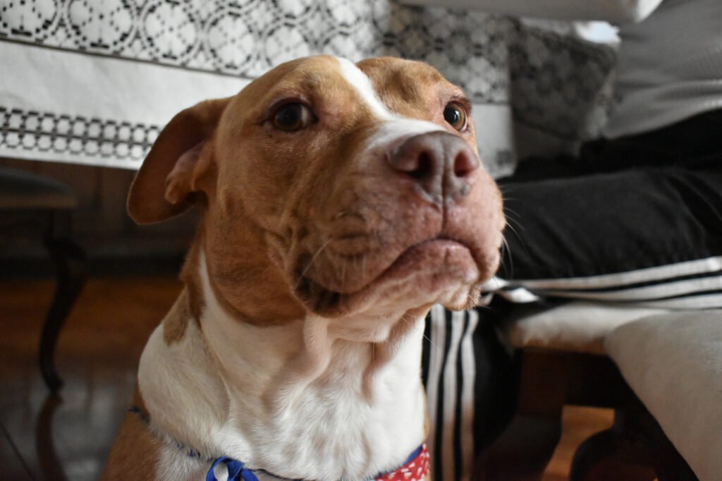 Turquía propone exterminio de perros callejeros