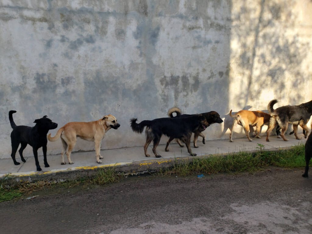Turquía propone exterminio de perros callejeros